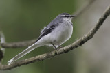 Mountain Wagtail - Bergkwikstaart - Bergeronnette à longue queue