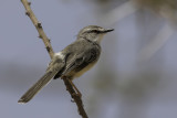 Pale Prinia - Bleke Prinia - Prinia pâle