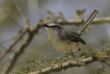 Pale Prinia - Bleke Prinia - Prinia pâle
