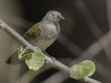 Green-winged Pytilia - Melba-astrild - Beaumarquet melba (f)