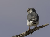 Pygmy Falcon - Afrikaanse Dwergvalk - Fauconnet d'Afrique