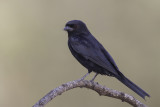 Fork-tailed Drongo - Fluweeldrongo - Drongo brillant