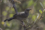 Grey Wren-Warbler - Somalische Savannezanger - Camaroptère modeste