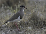 Crowned Lapwing - Diadeemkievit - Vanneau couronné