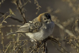 Speckle-fronted Weaver - Schubkopwever - Sporopipe quadrillé