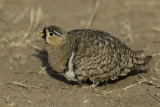 Black-faced Sandgrouse - Maskerzandhoen - Ganga à face noire (m)