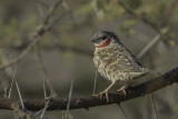 Cut-throat Finch - Bandvink - Amadine cou-coupé (m)