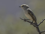 African Grey Flycatcher - Streepkopvliegenvanger - Gobemouche à petit bec