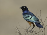 Superb Starling - Driekleurige Glansspreeuw - Choucador superbe