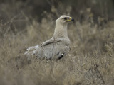 Tawny Eagle - Savannearend - Aigle ravisseur