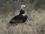 White-headed Vulture - Witkopgier - Vautour à tête blanche (m)