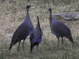 Vulturine Guineafowl - Gierparelhoen - Pintade vulturine