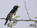 Magpie Starling - Spiegelspreeuw - Spréo pie (m)