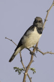 Magpie Starling - Spiegelspreeuw - Spréo pie (f)