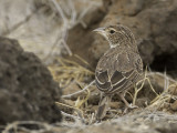 Williams's Lark - Williams Leeuwerik - Alouette de Williams