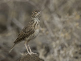 Williams's Lark - Williams Leeuwerik - Alouette de Williams