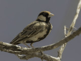 Fischer's Sparrow-Lark - Bruinkapvinkleeuwerik - Moinelette de Fischer (m)