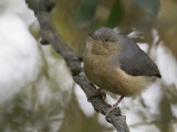 Red-faced Crombec - Roodteugelkrombek - Crombec à face rousse