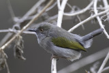 Grey-backed Camaroptera - Blaatcamaroptera - Camaroptère à dos gris