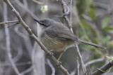 Tawny-flanked Prinia - Roestflankprinia - Prinia modeste