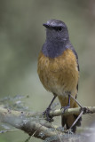 Little Rock Thrush - Kleine Rotslijster - Monticole rougequeue (m)