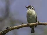 Red-fronted Tinkerbird - Roodvoorhoofdketellapper - Barbion à front rouge