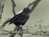 Anteater Chat - Bruine Miertapuit - Traquet brun
