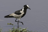 Blacksmith Lapwing - Smidsplevier - Vanneau armé