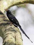 Green Wood Hoopoe - Groene Kakelaar - Irrisor moqueur