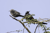 Slender-billed Starling - Kaneelvleugelspreeuw - Rufipenne à bec fin (m+f)