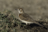 Red-capped Lark - Roodkapleeuwerik - Alouette cendrille