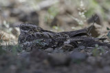 Slender-tailed Nightjar - Reichenows Nachtzwaluw - Engoulevent de Reichenow