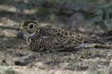 Three-banded Courser - Driebandrenvogel - Courvite à triple collier