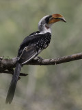 Jackson's Hornbill - Jacksons Tok - Calao de Jackson (m)