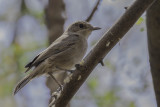 Brown-tailed Rock Chat - Bruinstaart - Traquet à queue brune