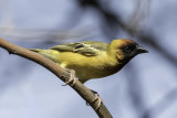 Northern Masked Weaver - Geelrugwever - Tisserin du Nil (m)