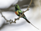 Beautiful Sunbird - Feeënhoningzuiger - Souimanga à longue queue (m)