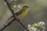 White-bellied Canary - Witbuikkanarie - Serin à ventre blanc (m)
