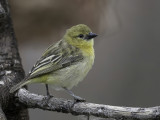 Little Weaver - Dwergmaskerwever - Tisserin minule (f)