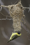 Little Weaver - Dwergmaskerwever - Tisserin minule (m)