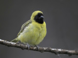 Little Weaver - Dwergmaskerwever - Tisserin minule (m)
