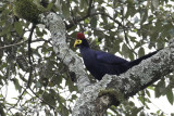 Rosss Turaco - Lady Ross Toerako - Touraco de Lady Ross