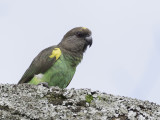 Meyer's Parrot - Meyers Papegaai - Perroquet de Meyer
