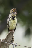 D'Arnaud's Barbet - d'Arnauds Baardvoge - Barbican d'Arnaud
