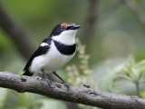 Brown-throated Wattle-eye - Bruinkeellelvliegenvanger - Pririt à collier (m)