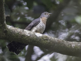 Red-chested Cuckoo - Heremietkoekoek - Coucou solitaire