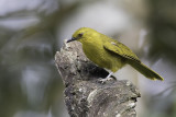 Joyful Greenbul - Dottergele Buulbuul - Bulbul joyeux