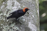 Red-headed Malimbe - Roodkopprachtwever - Malimbe à tête rouge