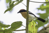 Lühder's Bushshrike - Lühders Fiskaal - Gonolek de Lühder