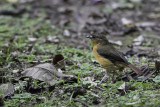 Grey-winged Robin-Chat - Grijsvleugeljanfrederik - Cossyphe à sourcils blancs (imm)
